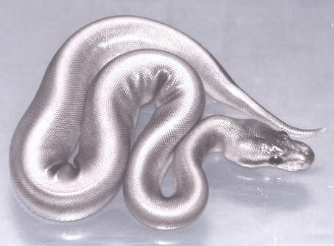 Serpiente plateada de Aina Losange